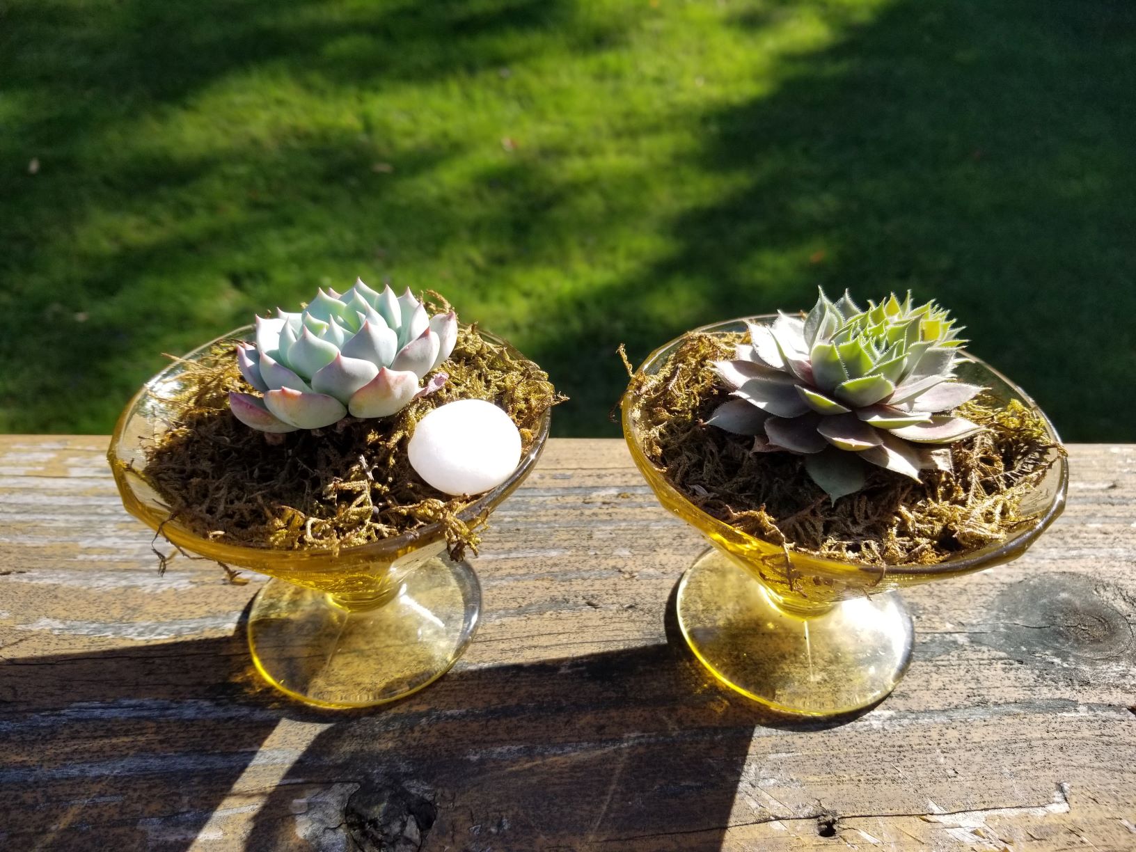 Sugar Succulents in martini glasses