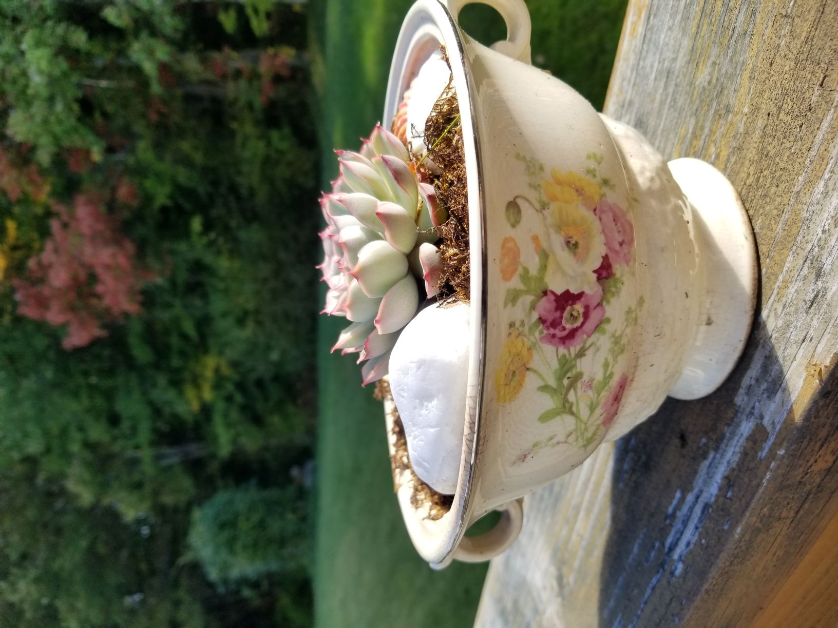 Succulents in floral teacup bowl