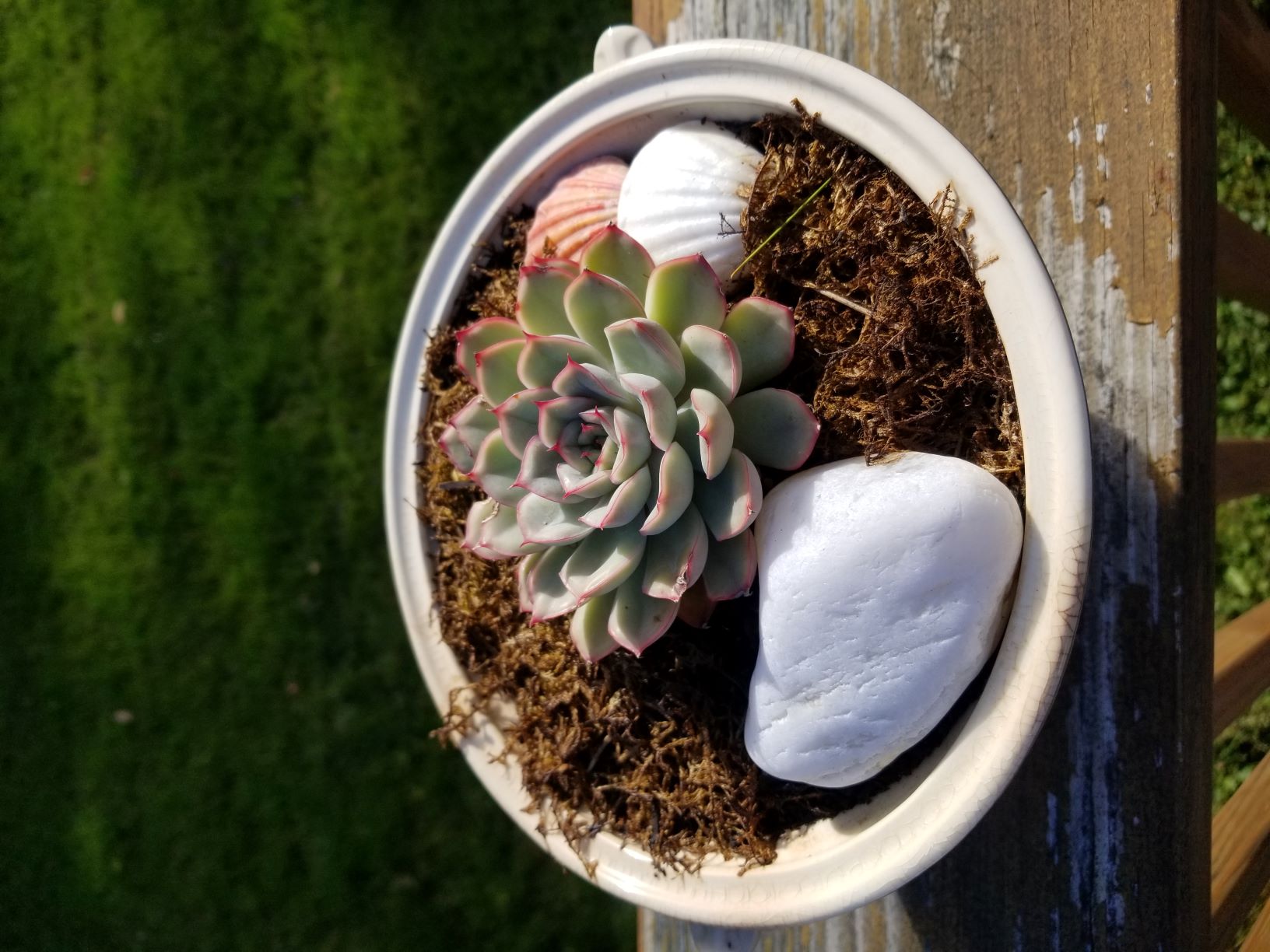 Succulents in white teacup
